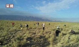 中宁最新爆料视频