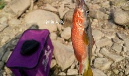 冲哥爆料鲛鱼儿视频,鲛鱼儿视频背后的惊人真相