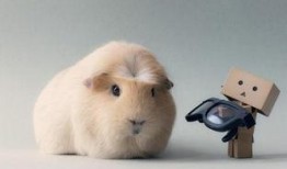 豚鼠系列在线观看,跟随小动物们的奇幻冒险之旅